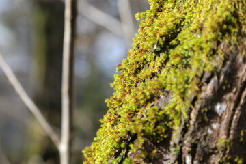 Landschaftsaufnahme im Schwarzwald im Wald im Winter