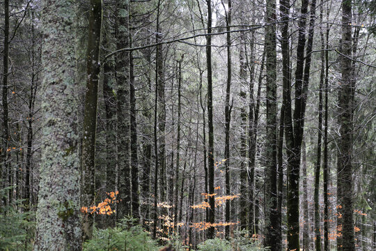 Landschaftsaufnahme im Schwarzwald im Wald im Winter - Powered by Adobe