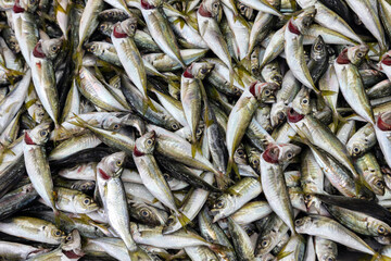 Fototapeta premium Fresh horse mackerel arranged in bulk at street fish stall.