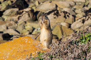 California Squirrel