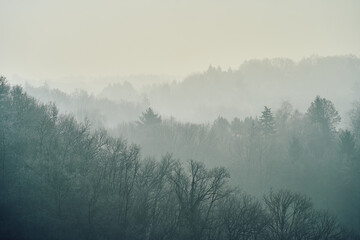 Naklejka premium Layers of Misty Woodland