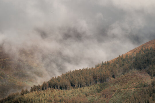 Fog Rising over Pine Hills