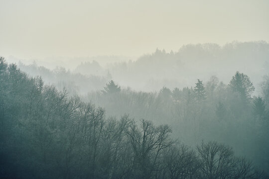 Layers of Misty Woodland