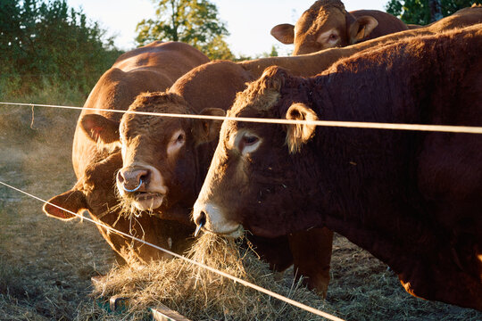 Bulls Eating Hay at Sunrise