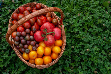 Red, organic tomatoes in a wicker basket and this basket of tomatoes on the grass.