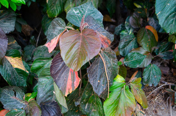 Vibrant foliage in a lush garden setting, a beautiful display of nature's artistry perfect for backgrounds, botanical prints, and designs needing a touch of organic elegance