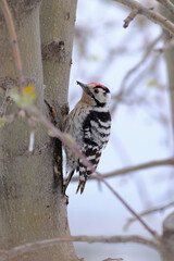 Lesser spotted woodpecker on a cold day. 