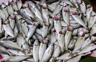 Fresh picarel fish displayed in bulk at market stall.
