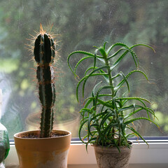 Indoor Cacti Plants Growing in Sunlight