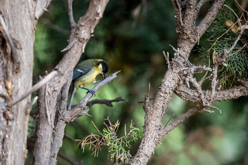 Fototapeta premium Great Tit (Parus major) perched on branch in natural habitat