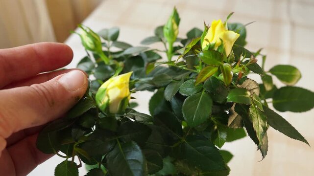 Delicate miniature yellow roses are examined by experienced gardener to check for plant diseases and damaged leaves. Vibrant colors add life and charm to the surroundings evoking admiration and peace