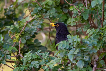 Common Blackbird (Turdus merula) in its natural habitat