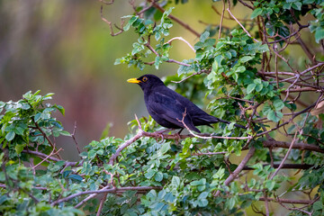 Common Blackbird (Turdus merula) in its natural habitat