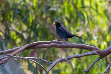 Common Blackbird (Turdus merula) in its natural habitat