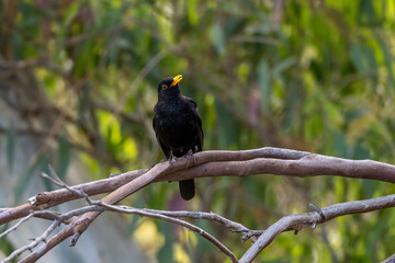Common Blackbird (Turdus merula) in its natural habitat