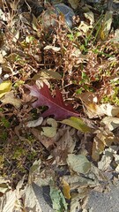 autumn leaves on the ground