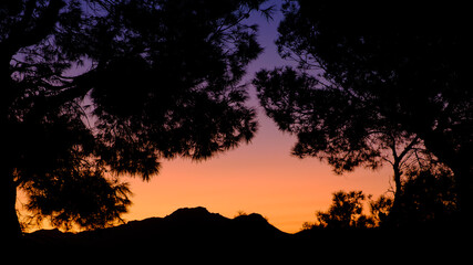 sunset in the pine trees