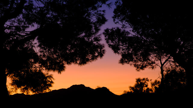 sunset in the pine trees