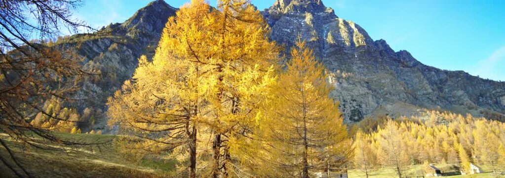  Anamorphic Lens - Autumn foliage on alpe Devero.