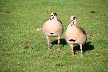A close up of an Egyptian Goose