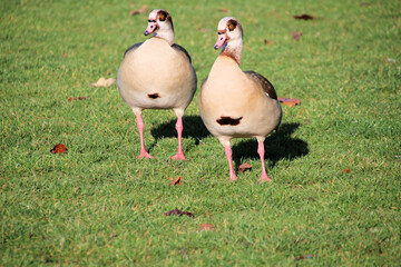 A close up of an Egyptian Goose