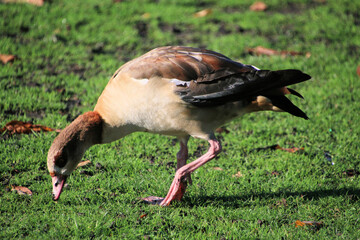 A close up of an Egyptian Goose