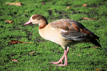 A close up of an Egyptian Goose