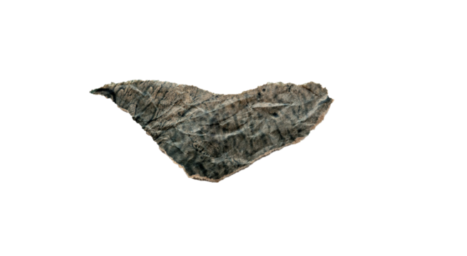 Hoja seca con textura detallada aislada sobre fondo negro