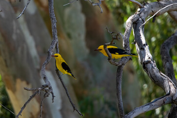 Eurasian Golden Oriole (Oriolus oriolus) Perched on Branch in Natural Habitat