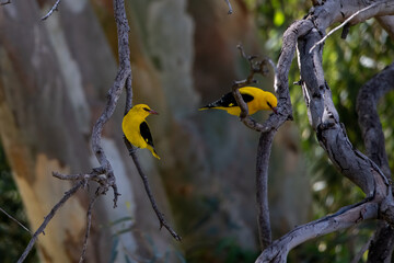 Eurasian Golden Oriole (Oriolus oriolus) Perched on Branch in Natural Habitat