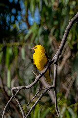 Eurasian Golden Oriole (Oriolus oriolus) Perched on Branch in Natural Habitat