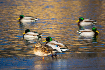 Mallard ducks congregating in a winter natural environment, with a pair standing on partially frozen ice while other birds swim in the golden sunlight reflecting off the open water of a pond