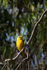 Eurasian Golden Oriole (Oriolus oriolus) Perched on Branch in Natural Habitat