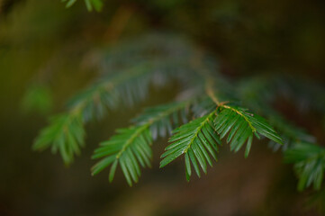 Fototapeta premium Green yew branch on natural background