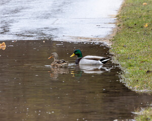 Fototapeta premium ducks in a puddle