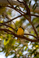 Eurasian Golden Oriole (Oriolus oriolus) Perched on Branch in Natural Habitat