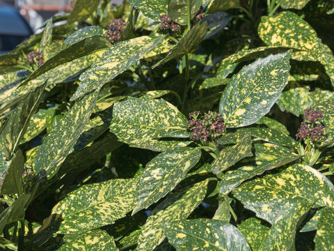 Gold Dust Plant flowering in sunlight outdoors aucuba japonica
