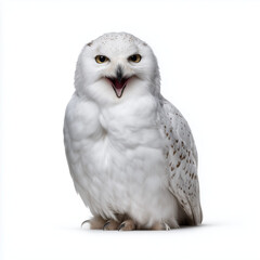 Naklejka premium Snowy owl screeching with open beak.