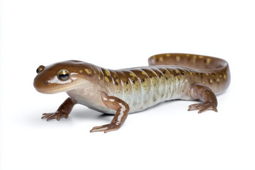 Obraz premium Glossy spotted salamander crawling sideways.