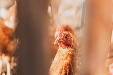 chicken close-up behind a fence, front and back background blurred with bokeh effect