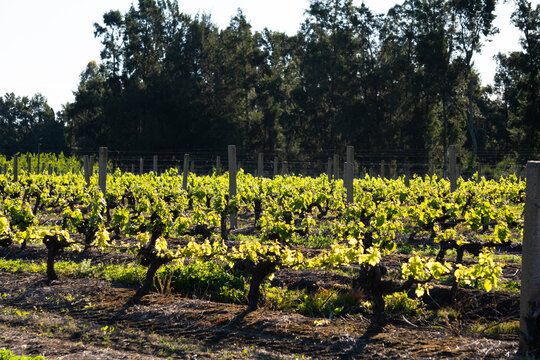 viniculture uruguay spring, sout america