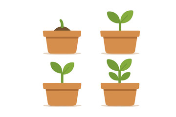 Obraz premium Four sequential stages of seedling growth from sprout to young plant in a terracotta pot