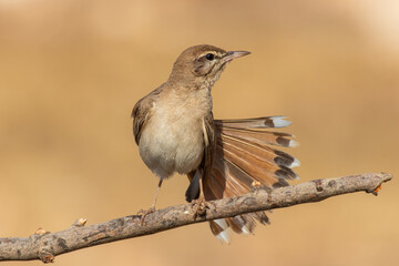 Rufous-tailed Scrub Robin (Cercotrichas galactotes) perched on a dry branch in natural habitat, detailed close-up of a small brown songbird