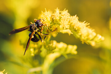 A wasp foraging nectar from a goldenrod flower