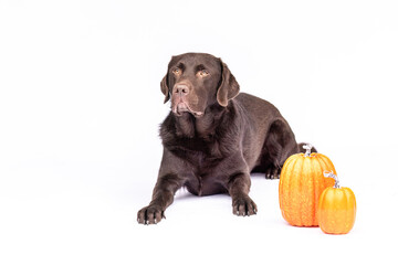 Chocolate Labrador dog lies beside two orange pumpkins on white background, autumn or Halloween concept.