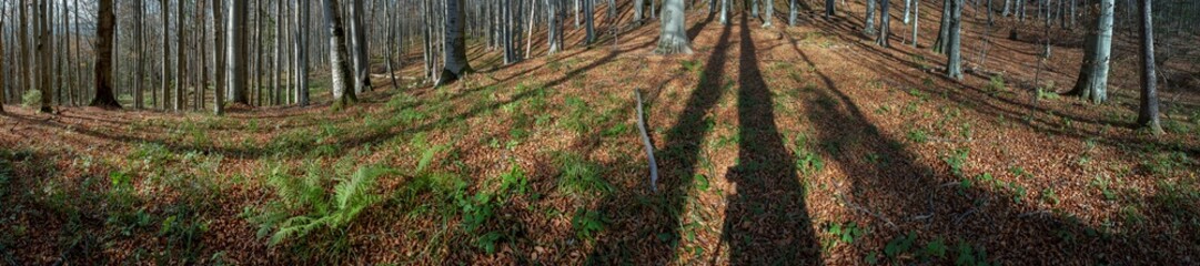 Panorama of a sunny autumn forest with tall bare trees and scattered golden leaves. Green fern covered with scattered leaves creates a cool atmospheric landscape.