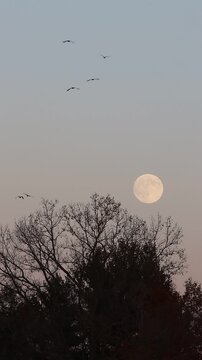 Dozens of geese flying over trees with a full moon in the sky behind the trees during the fall season.