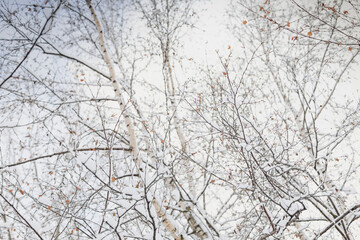 Snow-covered trees on sky background in a winter forest, view from below. Leafless winter trees with snow on branches. Nature concept.