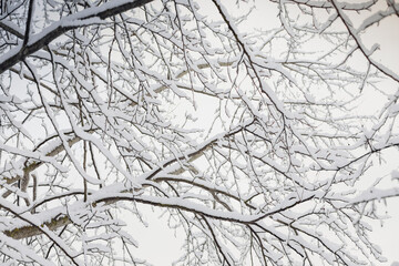 Obraz premium Snow-covered trees on sky background in a winter forest, view from below. Leafless winter trees with snow on branches. Nature concept.