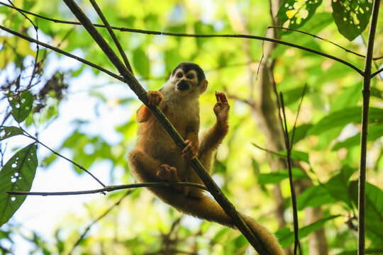 A Capuchin monkey scratches it's head with it's foot in Corcovado National Park, Costa Rica
